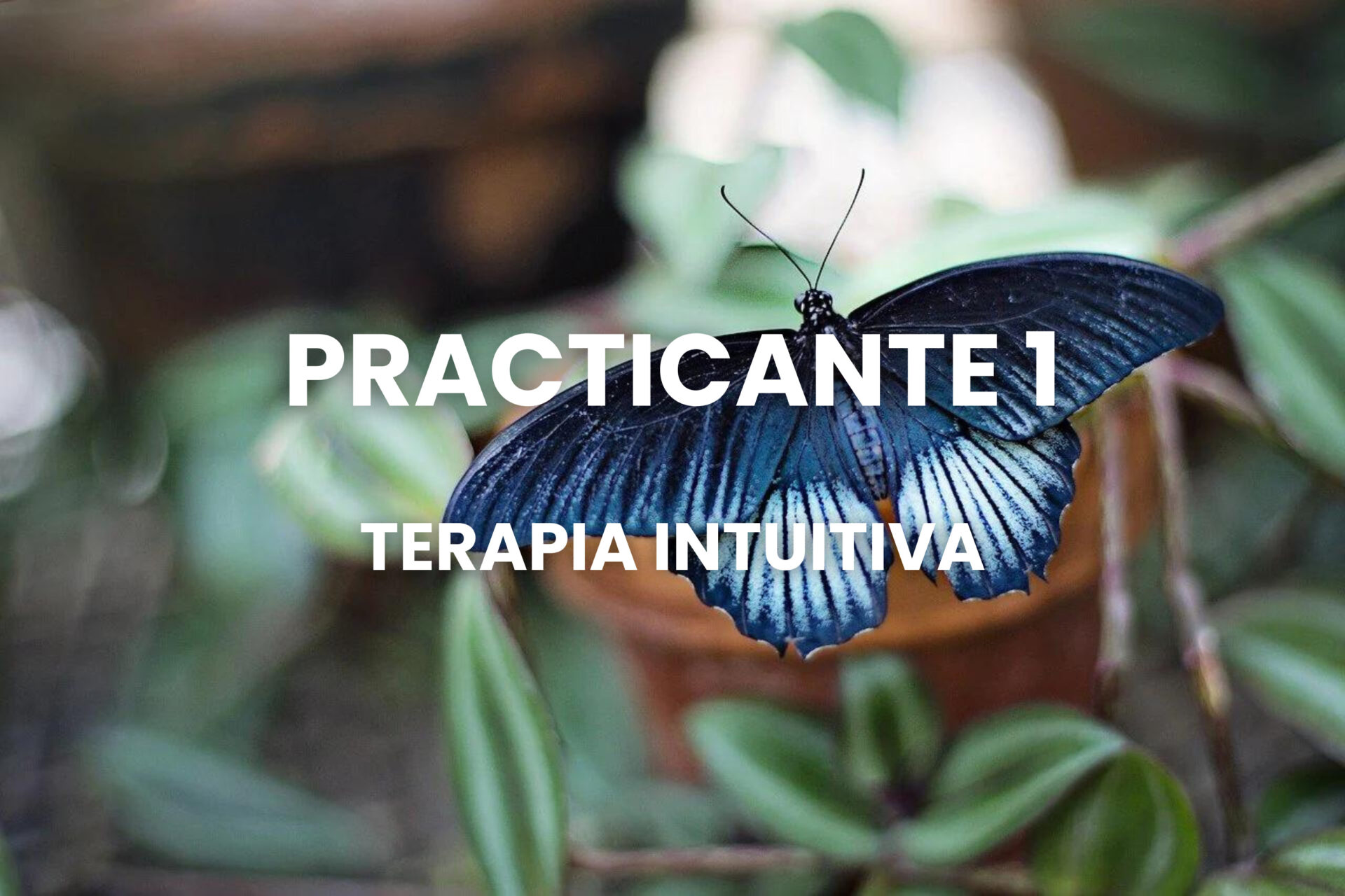 PRACTICANTE 1
TERAPIA INTUITIVA